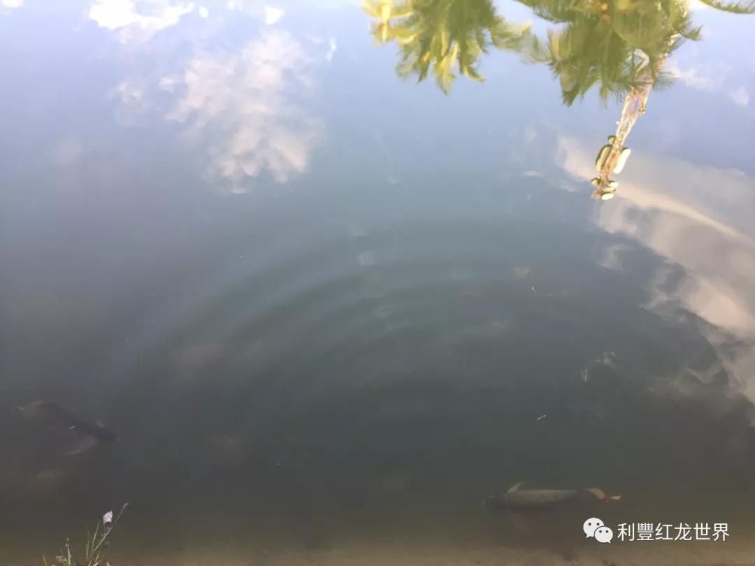 紅龍魚體型塑造方法有哪些：紅龍魚體型塑造方法 龍魚百科 第2張