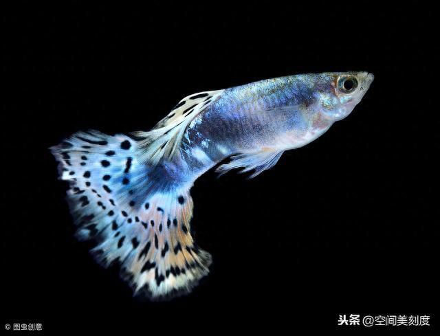 30種常見熱帶觀賞魚的名子：30種常見熱帶觀賞魚的名子及其名子及其名子