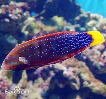 觀賞龍魚的食物選擇對其健康和生長至關(guān)重要以下幾點：觀賞龍魚的食物選擇對其健康和生長至關(guān)重要 龍魚百科 第1張