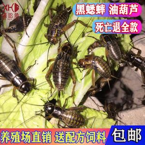 龍魚(yú)吃蟋蟀的好處有哪些龍魚(yú)吃蟋蟀的好處：龍魚(yú)吃蟋蟀的好處 龍魚(yú)百科 第3張