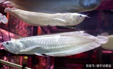 養(yǎng)一條銀龍魚有什么寓意？：養(yǎng)一條銀龍魚寓意好嗎 龍魚百科 第3張