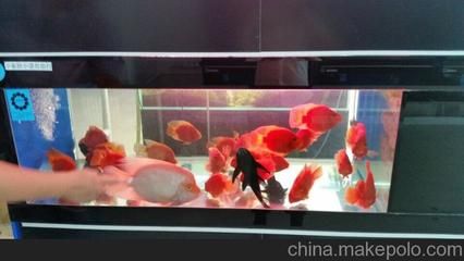 龍魚(yú)在線，網(wǎng)上哪家賣龍魚(yú)最好：網(wǎng)上哪家賣龍魚(yú)最好網(wǎng)上哪家賣龍魚(yú)最好 龍魚(yú)百科 第1張