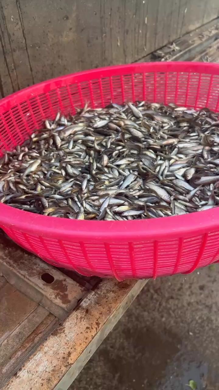 麥穗小魚，宇哥6519評論：多吃：多吃，被養(yǎng)魚耽誤的建筑師 觀賞魚論壇