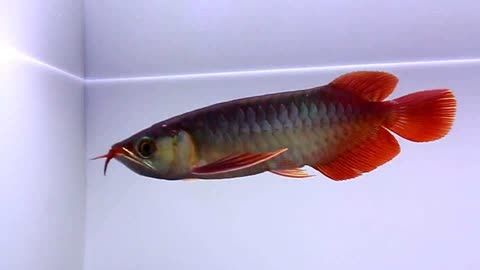 紅龍魚(yú)怎么區(qū)分戰(zhàn)車紅龍魚(yú)：戰(zhàn)車紅龍魚(yú)怎么區(qū)分戰(zhàn)車紅龍魚(yú)怎么區(qū)分戰(zhàn)車紅龍魚(yú)