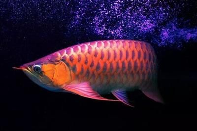 紅龍魚多大可以喂蜈蚣及適宜的喂食時(shí)間是許多紅龍魚飼養(yǎng)者關(guān)心的問題：紅龍魚可以喂蜈蚣嗎