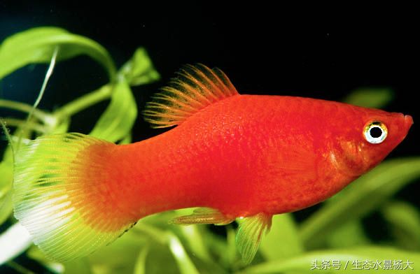 適合家庭養(yǎng)殖的小型觀賞魚：紅綠燈魚體長3-4厘米：幾種常見且適合家庭養(yǎng)殖的小型觀賞魚