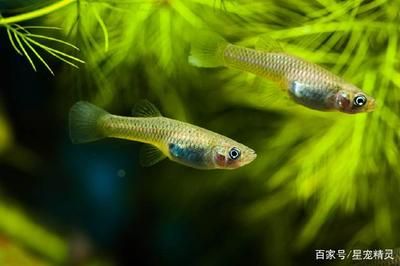 龍魚拒食時，可以通過以下幾個方面補充營養(yǎng)：水質(zhì)的變化：龍魚不吃食物，如何在水中補充營養(yǎng) 龍魚百科 第2張