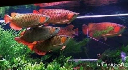 龍魚價格高昂是由其稀少的數(shù)量、高難度繁殖、極高的觀賞價值：為什么龍魚價格那么高的原因是什么？ 龍魚百科 第3張