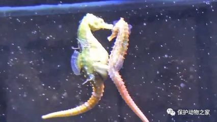 水族世界中體型像龍的魚(yú)的詳細(xì)介紹：定義與特征：體型像“龍”的魚(yú) 龍魚(yú)百科 第1張