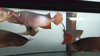 龍魚(yú)尾巴打散后能自然恢復(fù)嗎：龍魚(yú)尾巴打散了能自然恢復(fù)嗎 龍魚(yú)百科 第3張