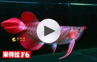 辣椒紅龍魚的發(fā)色過程：辣椒紅龍魚的發(fā)色時間