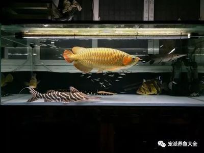 斑馬鴨嘴魚和龍魚混養(yǎng)的注意事項：關(guān)于斑馬鴨嘴魚和龍魚混養(yǎng)的問題 龍魚百科 第2張