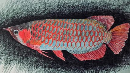 龍魚(yú)怎么畫(huà)才好看照片大全，：龍魚(yú)怎么畫(huà)