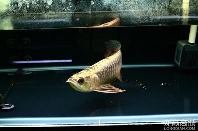 大金頭金龍魚(yú)的價(jià)格是多少：大金頭金龍魚(yú)是一種什么樣的魚(yú)？