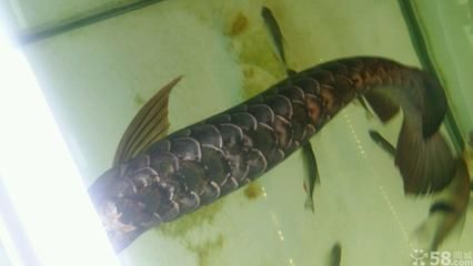 大金頭金龍魚(yú)的價(jià)格是多少：大金頭金龍魚(yú)是一種什么樣的魚(yú)？