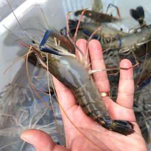 龍魚吃青蝦好還是河蝦好，龍魚吃青蝦好還是青蝦好：龍魚吃青蝦好還是河蝦好呢