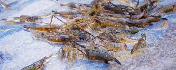 龍魚吃青蝦好還是河蝦好，龍魚吃青蝦好還是青蝦好：龍魚吃青蝦好還是河蝦好呢