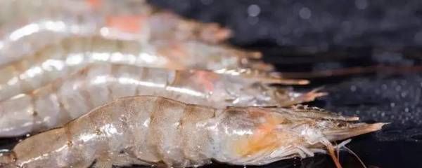 淡水蝦和海水蝦都可以喂食給龍魚(yú)的食物嗎？：淡水蝦和海水蝦在營(yíng)養(yǎng)成分、口感和消化難度上有不同 龍魚(yú)百科