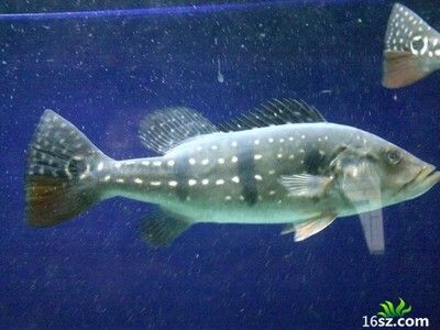 龍魚會感到孤獨嗎？：龍魚會感到孤獨嗎， 龍魚百科 第2張