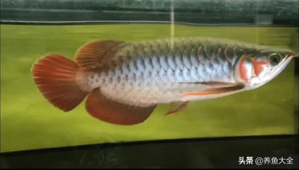 龍魚會感到孤獨嗎？：龍魚會感到孤獨嗎， 龍魚百科 第3張