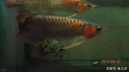 龍魚(yú)頂燈用什么燈好龍魚(yú)頂燈用什么燈好燈好：關(guān)于龍魚(yú)頂燈選擇的建議