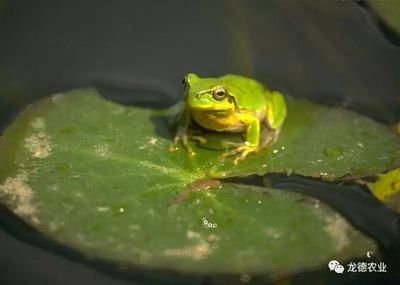 蜈蚣喂龍魚的最大作用是出于兩個原因：促進發(fā)色和補充營養(yǎng)：蜈蚣喂龍魚的作用是什么 龍魚百科 第3張