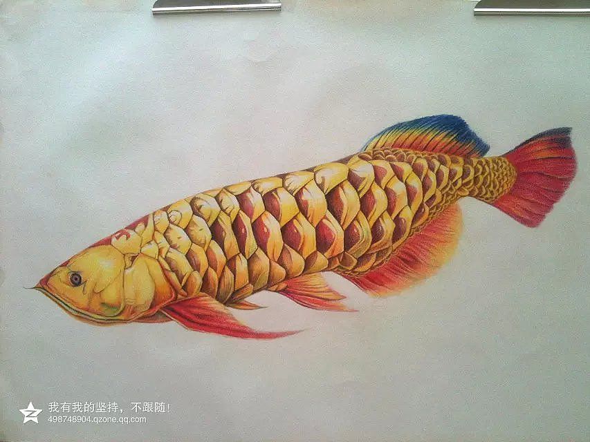 色彩金龍魚的繪畫方法：色彩金龍魚怎么畫好看色彩金龍魚怎么畫好看 龍魚百科 第2張