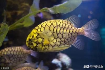 龍魚的體型有哪些種類？：龍魚體型較小的五種常見品種：青龍魚、青龍魚、青龍魚