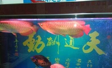 紅龍金龍魚(yú)的價(jià)格走勢(shì)圖：\