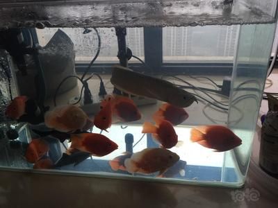 新入缸龍魚不開口怎么辦，：新入缸的龍魚不開口怎么辦 龍魚百科 第2張