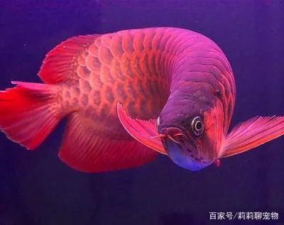 龍魚燈的顏色選擇：龍魚燈什么顏色好看又實用金龍系龍魚燈什么顏色好看又實用 龍魚百科 第2張