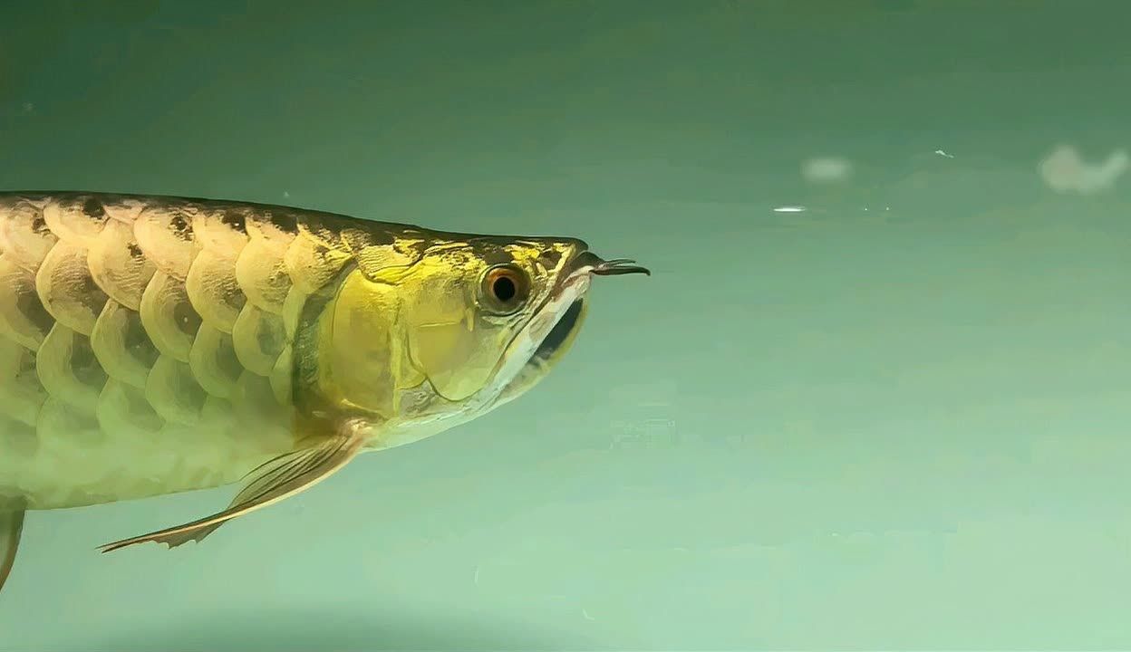 金龍魚和鯊魚混養(yǎng)需要注意以下幾點(diǎn)，金龍魚和鯊魚可以混養(yǎng)嗎：金龍魚和鯊魚可以混養(yǎng)嗎 龍魚百科 第2張