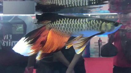 孔雀龍魚的飼養(yǎng)方法和注意事項：孔雀龍魚是一種美麗且具有挑戰(zhàn)性的觀賞性的觀賞魚