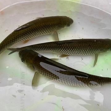 龍魚喂草魚苗的好壞之前：龍魚喂草魚苗好不好龍魚喂草魚苗好不好 龍魚百科 第2張