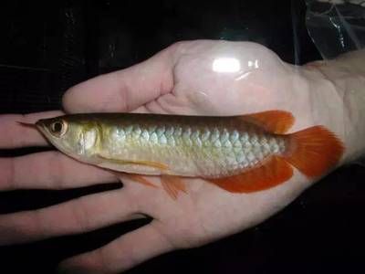 小龍魚(yú)的價(jià)格是多少小龍魚(yú)的價(jià)格是多少小龍魚(yú)的價(jià)格是多少：小龍魚(yú)價(jià)格是多少 龍魚(yú)百科 第1張