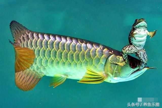 龍魚是否可以不喂活食，以及背后的原因，我們可以探討：龍魚可以不喂活食嗎 龍魚百科 第2張