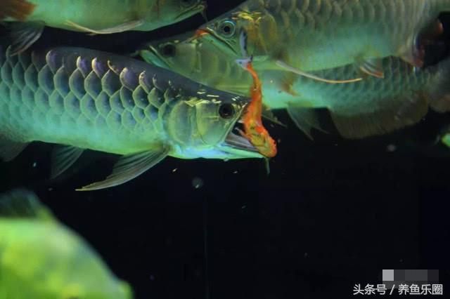 龍魚是否可以不喂活食，以及背后的原因，我們可以探討：龍魚可以不喂活食嗎 龍魚百科 第3張