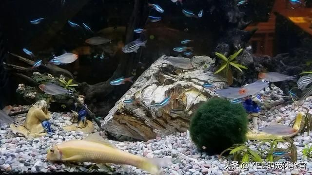 金苔鼠可以和龍魚(yú)混養(yǎng)嗎？：金苔鼠可以與龍魚(yú)混養(yǎng)嗎，龍魚(yú)可以與龍魚(yú)和平共處嗎