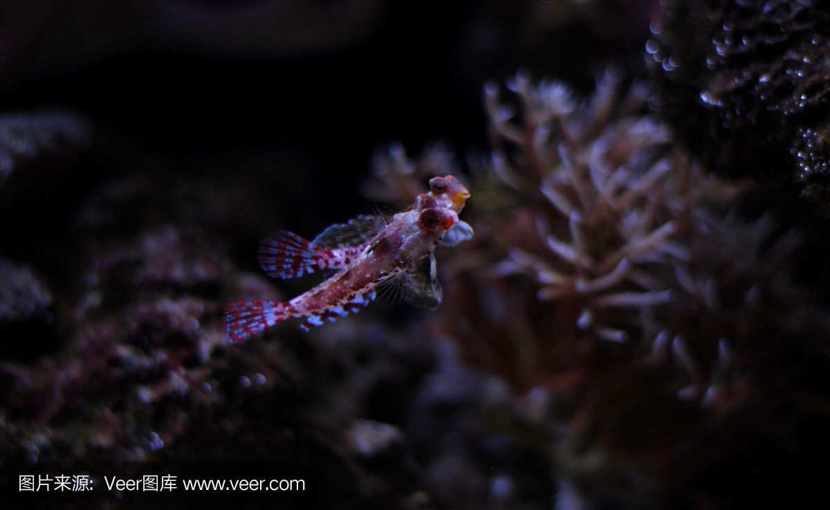 小龍魚是什么魚怎么吃食的：小龍魚是一種古老的淡水魚，它們是一種古老的淡水魚 龍魚百科 第3張