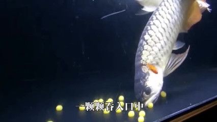 喂金龍魚的小魚通常是泥鰍,泥鰍營養(yǎng)豐富，營養(yǎng)更豐富：喂金龍魚的小魚是什么魚呢？ 龍魚百科 第1張