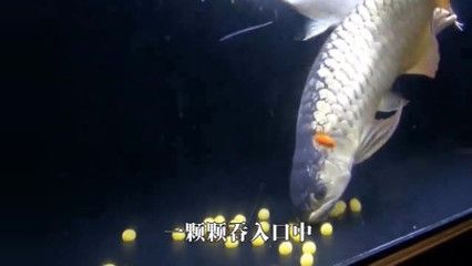 喂金龍魚的小魚通常是泥鰍,泥鰍營養(yǎng)豐富，營養(yǎng)更豐富：喂金龍魚的小魚是什么魚呢？ 龍魚百科 第2張