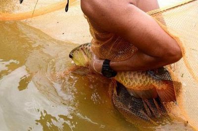 野生金龍魚生活在哪里最多野生金龍魚生活在哪里最多：野生金龍魚生活在哪里