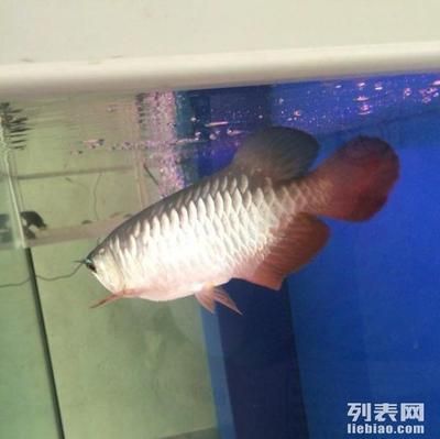 小型龍魚的飼養(yǎng)方法：小型龍魚是一種全長(zhǎng)2.5-3厘米的觀賞魚 龍魚百科