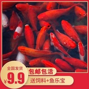 金龍魚喂小金魚好嗎紅龍魚喂小金魚好嗎：金龍魚和紅龍魚可以一起養(yǎng)嗎 龍魚百科 第3張