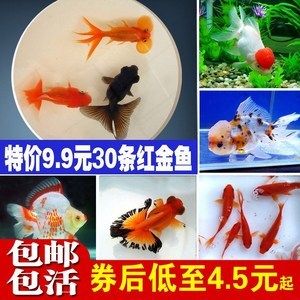 金龍魚喂小金魚好嗎紅龍魚喂小金魚好嗎：金龍魚和紅龍魚可以一起養(yǎng)嗎 龍魚百科 第2張