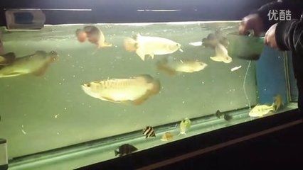 龍魚進食時間和喂食頻率：龍魚在適應(yīng)新環(huán)境后的2-3天可以開始進食 龍魚百科 第3張