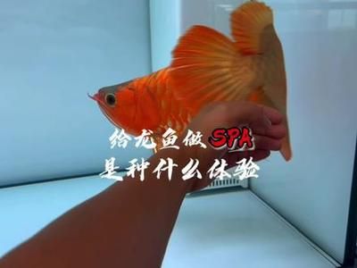 龍魚龍鳴是什么意思：“龍魚龍鳴”是什么意思？ 龍魚百科