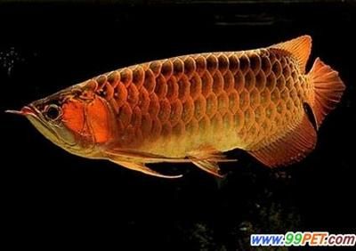 龍魚每周喂食一天好嗎：探討龍魚喂食頻率時(shí)，我們需要考慮幾個(gè)方面 龍魚百科 第2張