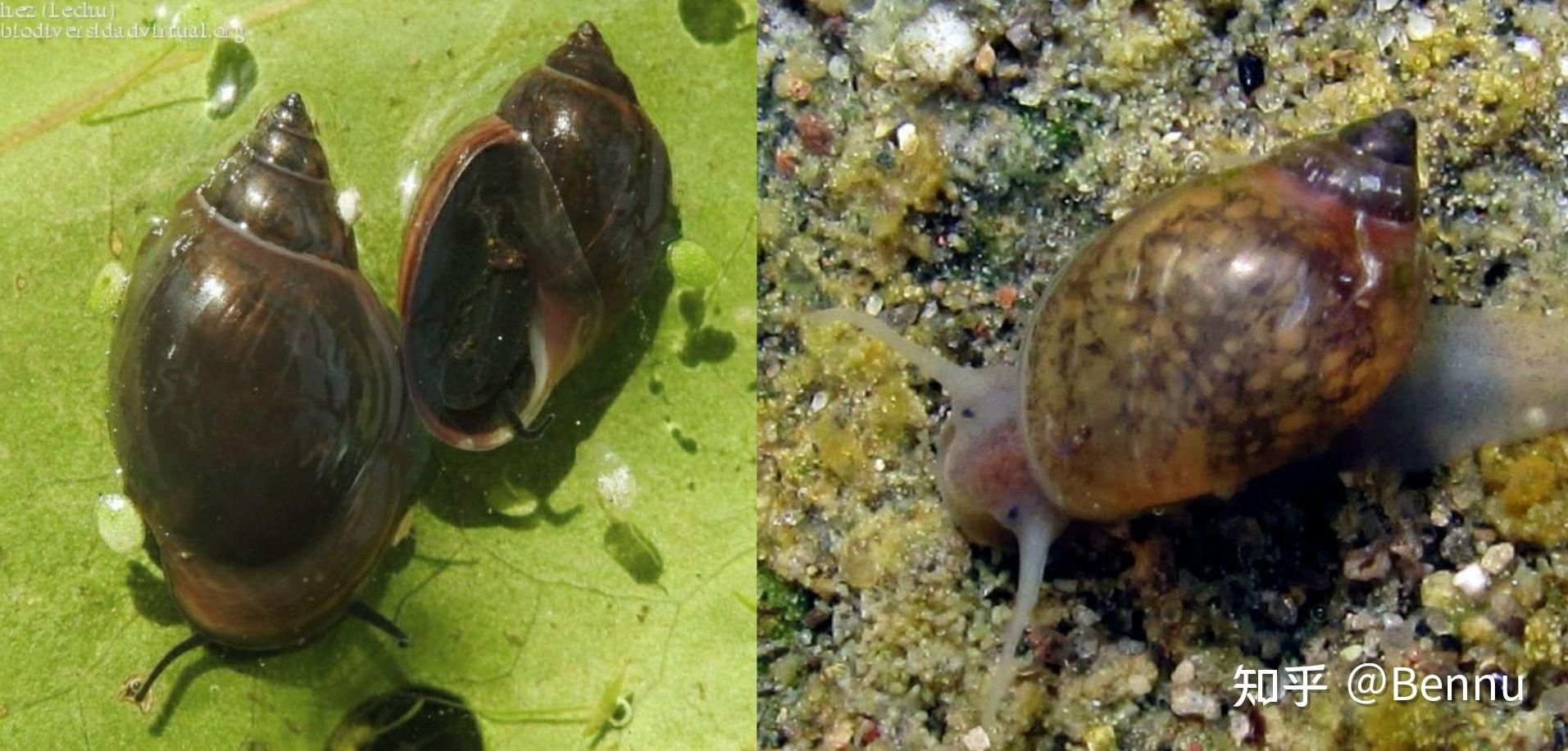 魚缸中的螺類繁多，各有不同的用途和用途，魚缸常見螺：常見的魚缸螺類 龍魚百科 第2張