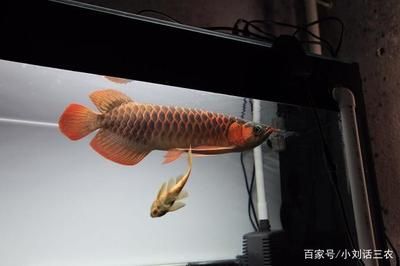 紅龍魚的須子斷了，還能長出來嗎？：紅龍魚的須子斷了還能長出來嗎紅龍魚的須子斷了還能長出來嗎